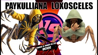 ARAÑA PAYKULLIANA VS ARAÑA LOXOSCELES [upl. by Leryt]