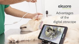 Advantages of the veterinary portable and wireless otoscope  eKuore [upl. by Rebme]