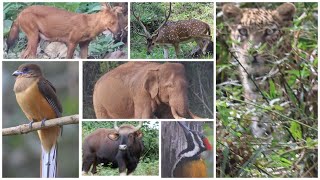 Anamalai Topslip Parambikulam Veetukunnu Island Leopard Elephant DholeWild Dog Malabar Trogon [upl. by Delija]