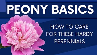 Peony Basics  Best Care Tips for These Hardy Perennials [upl. by Ecenaj]