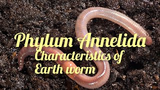 Phylum Annelida General characteristics animal kingdom class 11 biology [upl. by Ailaham168]