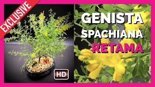 Bonsai Retama Genista Spachiana [upl. by Ardien797]