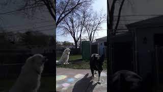 Max the Great Pyrenees howling [upl. by Cornall577]