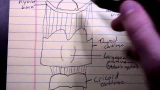 Basic Larynx Anatomy [upl. by Goltz]