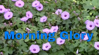 Morning Glory Vine Plant General Information Garden Landscape Flower  Channel James Plosko [upl. by Lasko]