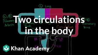 Two Circulations in the Body  Circulatory system physiology  NCLEXRN  Khan Academy [upl. by Artinad556]