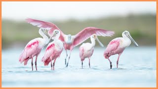 A Spoonful of Beauty  The Roseate Spoonbill 🦩💕 [upl. by Etyak]