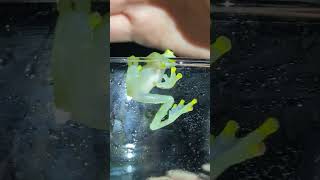 Kermit the Amazing Frog [upl. by Niel]