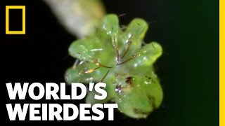 Carnivorous Caterpillars  Worlds Weirdest [upl. by Gelb]