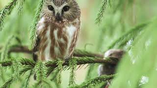 Northern SawWhet owl [upl. by Erlinna211]