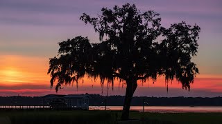 What is Spanish Moss An Epiphyte Plant Example [upl. by Fey]