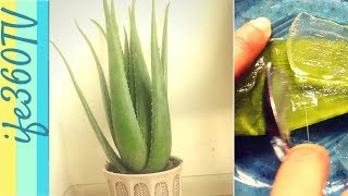 How to make Aloe Vera Juice  DIY Aloe Vera Juice for Natural Hair [upl. by Carmine]