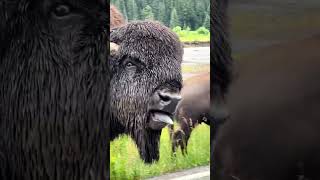 In Yellowstone National Park American bison roam freely in vast herds [upl. by Sidoeht]