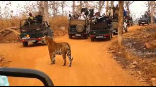 Tigress Maya  Tadoba National Park [upl. by Shedd]