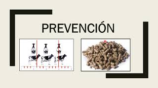 Cetosis Bovina TratamientoPrevención [upl. by Oel394]