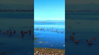 Gulls Geese and Yellowlegs [upl. by O'Meara]