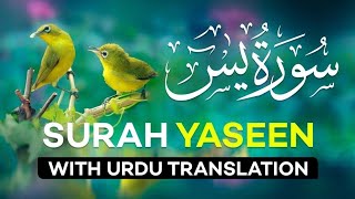 Surah Yasin Yaseen Full With Arabic Language سورہ یٰس Beautiful Voice  Gufran Faizi [upl. by Zetnwahs]