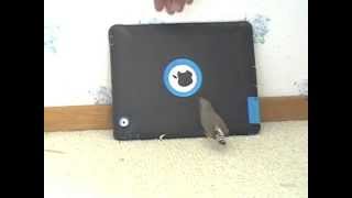 My zebra finch will not let me use the iPad [upl. by Cornelia]