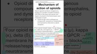 Mechanism of action of opioids [upl. by Enaols592]