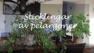 Sticklingar av pelargoner [upl. by Lahsiv]