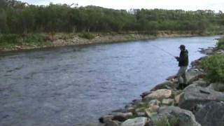 Fly fishing salmon in Norwegian lapland  Jakobselv Touroperator Arntzen Arctic Adventures [upl. by Ralina]