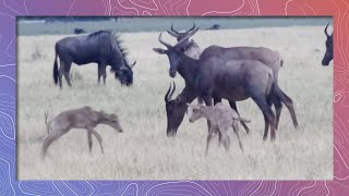 Tsessebe Antelope  Cute Babies Play Pronking [upl. by Einatirb517]