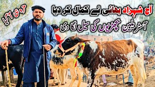 How To Start Profitable Heifers Farming in Pakistan • Heifers For Sale In Pakistan [upl. by Coats]