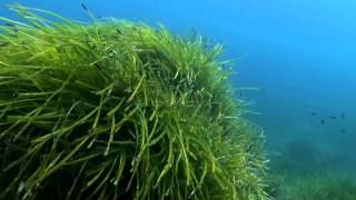 Posidonia Oceanica [upl. by Eciralc]