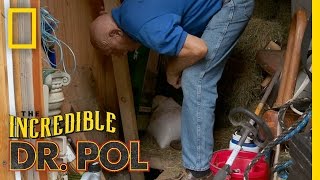 Dr Pol Rescues a Kitten  The Incredible Dr Pol [upl. by Novihc7]