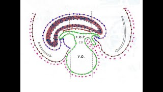 Quatrieme semaine du developpement embryonnaire [upl. by Enelra]