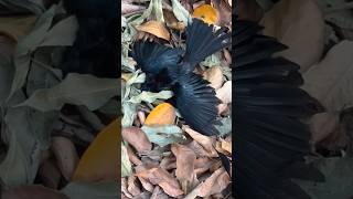 ഈ കിളികൾ മരണപെടുമോ അതോ രക്ഷപ്പെടുമോ 😭💔🥹 Birds rescue  rescue petrescue birds viral trend [upl. by Candy]