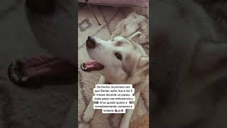 HUSKY AULLANDO🐺🎶 Cómo hacer que mi perro aúlle TRUCO 45 [upl. by Enytnoel921]