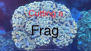 How to Frag Hammer Coral  Cutting  Fragging in My Saltwater Coral Reef Aquarium [upl. by Chelton]