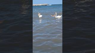 Swans on the Black Sea at Mangalia Beach Romania [upl. by Deina]