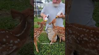 The man gave a new life to two innocent baby deer 🦌🥹 [upl. by Forrester759]