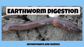 Earthworm digestive system [upl. by Brietta]