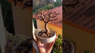 Desfolha em uma Portulacaria Afra 🌳 [upl. by Idnic568]