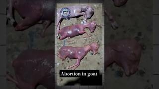 Abortion premature goat baby 😢 goat babygoats goatdelivery goattreatment goatfarming shorts [upl. by Adaner]