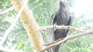 Cuckoo Fooled CrowsChicks In My Backyard [upl. by Gottuard]