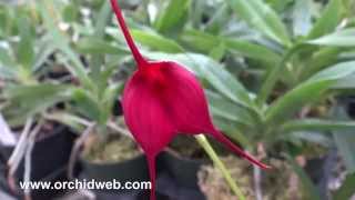 OrchidWeb  Masdevallia Red Shine Sheila FCCAOS [upl. by Broderick]