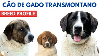 Cão de Gado Transmontano Breed Profile History  Price  Traits  Transmontano Cattle Dog Grooming [upl. by Jasun]