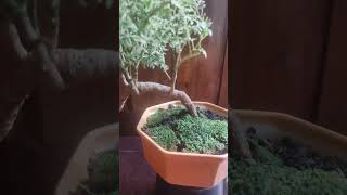 Ming Aralia Bonsai in making  Part 1 [upl. by Clim]