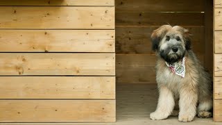 How to Play With Your Soft Coated Wheaten Terrier [upl. by Penrod]