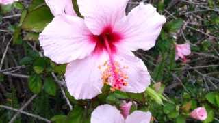 Hibiscus Pink Arnottianus  Hawaii  Trandafir Japonej HD 02 [upl. by Centeno]