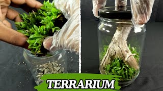 Jar Terrarium  Mini Ecosystem using grasses and driftwood [upl. by Eigla]