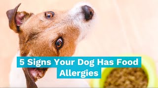 5 Signs of Food Allergies In Dogs [upl. by Bithia]