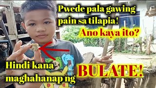 paano gumawa ng pain ng tilapia  epektibo na pang pain sa tilapia [upl. by Jagir811]