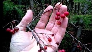 Red Chokeberry Aronia ANTIOXIDANT Wild Fruit Foraging [upl. by Anialad]