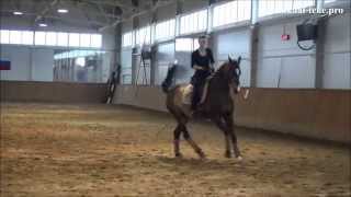 Akhalteke stallion ShumerShael  dressage training [upl. by Aihsenak174]