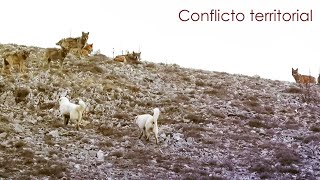 Comunicación canina en un conflicto territorial entre lobos y perros  Parte 1  Etología canina [upl. by Eive590]